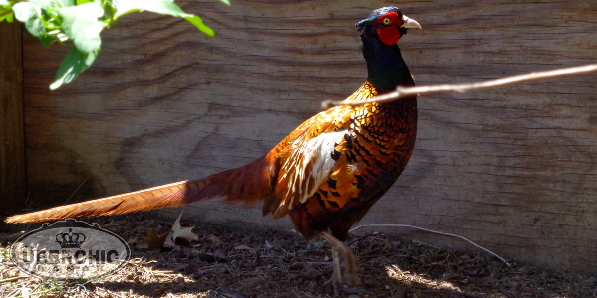 Zarundy's Pheasant male